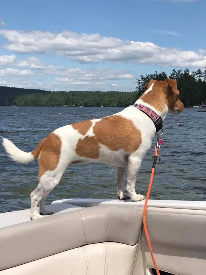Dog on boat looking at the lake.