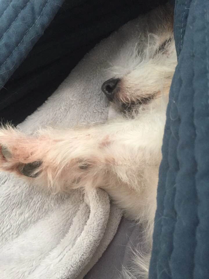 Dog sleeping cozily under blue blanket.