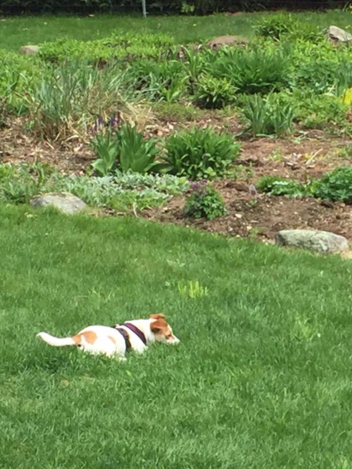 Dog lying on grass near garden bed.
