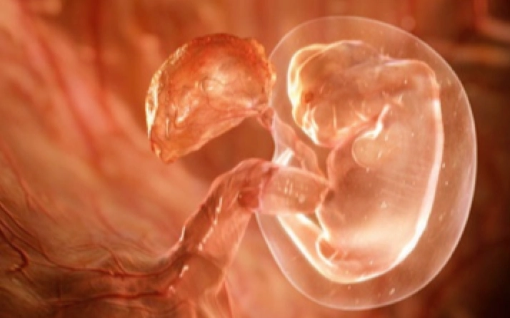 Human embryo in early developmental stage.