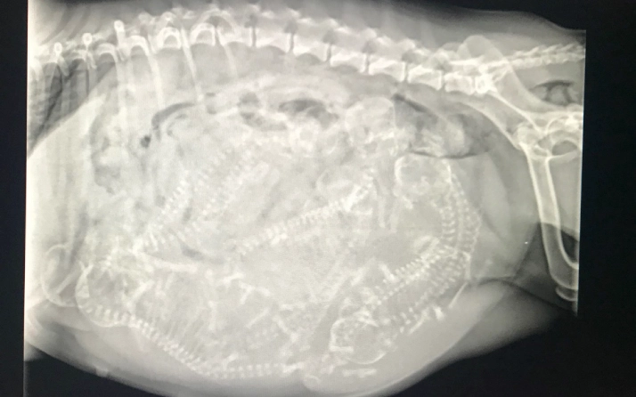 X-ray of a pregnant animal with fetuses.