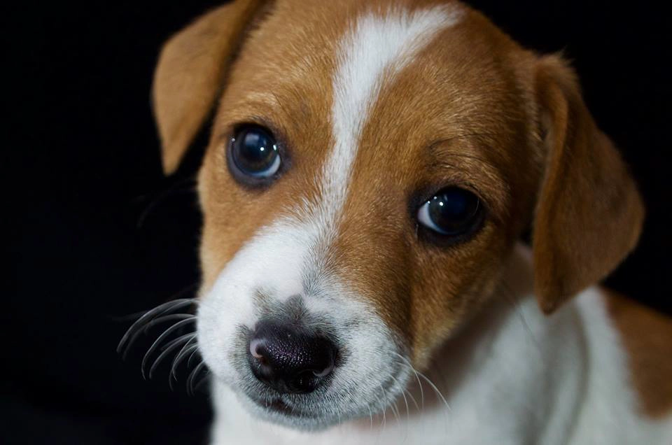 Brown and white puppy with big eyes.