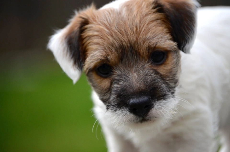 Cute puppy with brown and white fur.