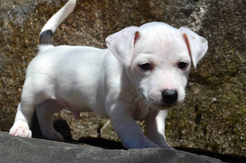 White puppy standing on a rock.