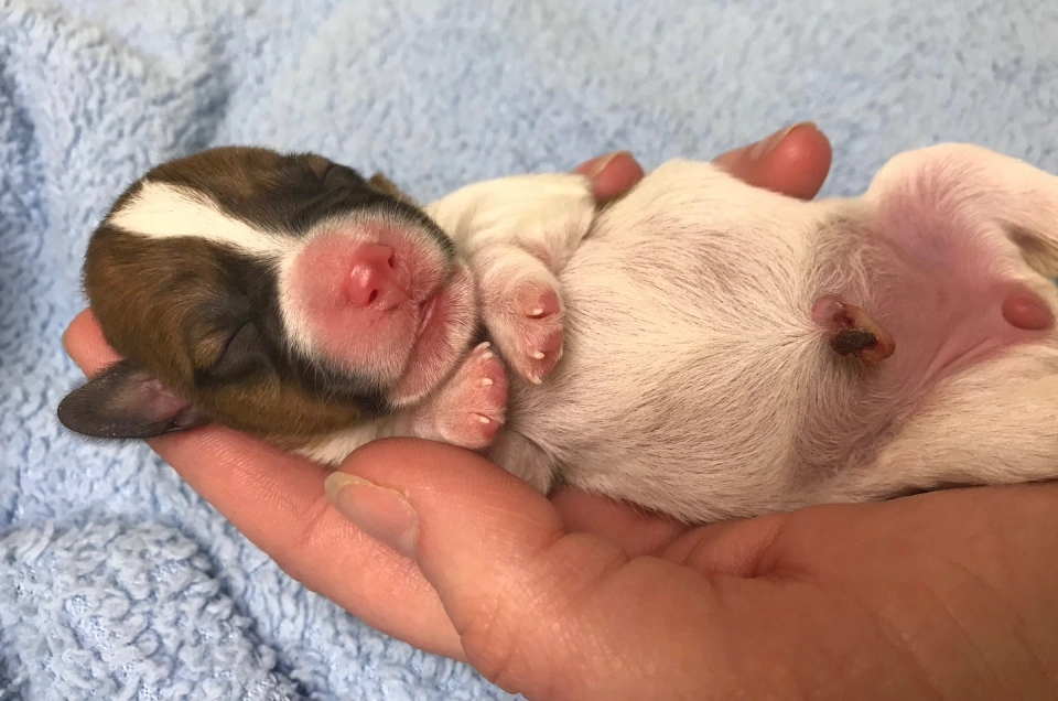 Newborn puppy sleeping in a person's hand.