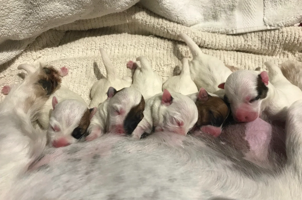 Newborn puppies nursing from their mother.