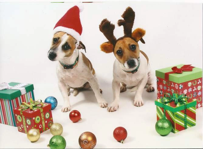 Dogs in festive hats with presents. Dogs in festive hats with presents.