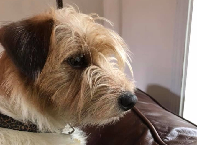 Scruffy dog sitting on a leather couch. Scruffy dog sitting on a leather couch.
