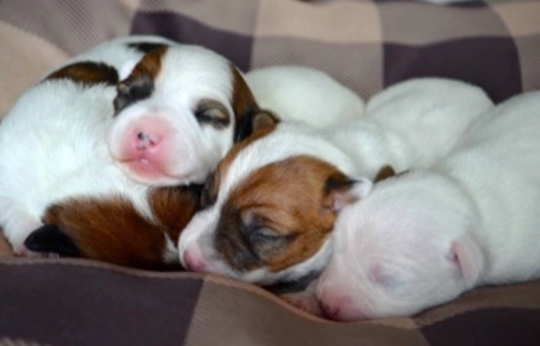Sleeping puppies cuddled together on blanket. Sleeping puppies cuddled together on blanket.