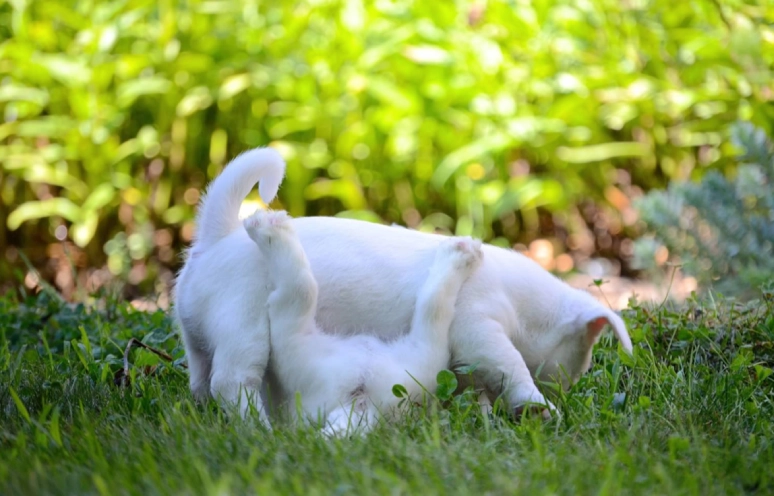 Playful puppy rolling on grassy ground. Playful puppy rolling on grassy ground.