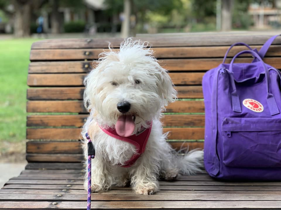 Fluffy dog on bench with purple backpack. Fluffy dog on bench with purple backpack.