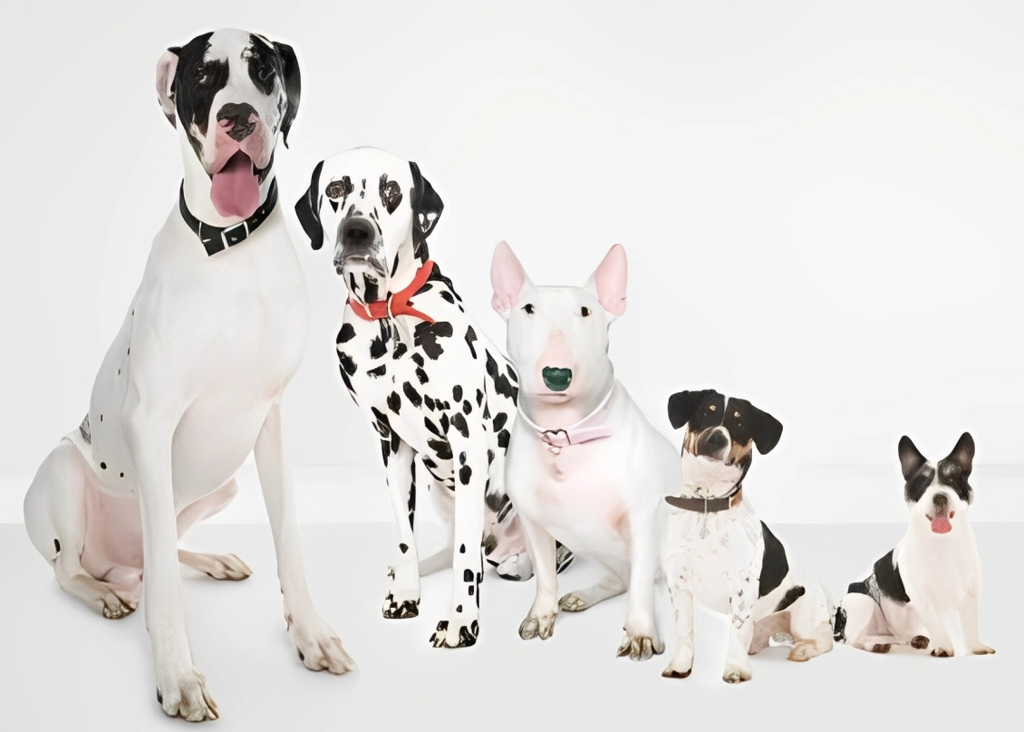 Five different breeds of dogs sitting together.