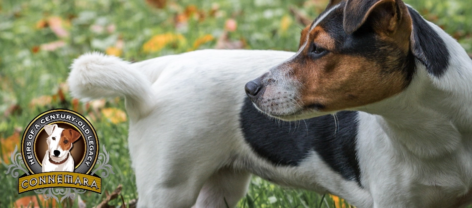 Dog standing on grass with logo overlay.