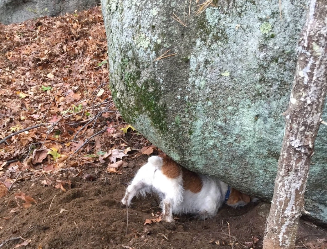 Dog digging under large mossy rock.