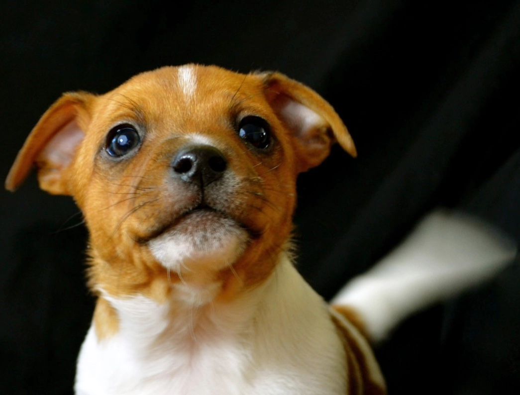Cute puppy with brown and white fur.