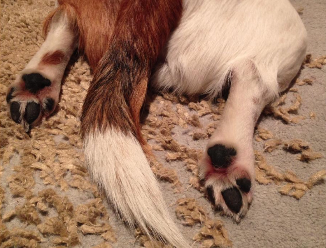 Dog lying on carpet, showing paws.