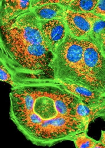 Colorful microscopic view of human cells.
