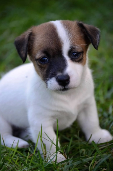 Cute puppy sitting on green grass.