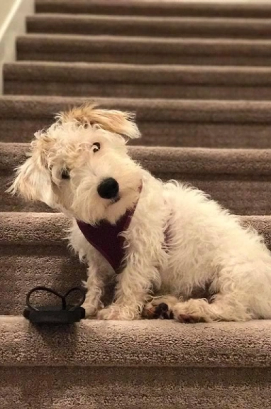 Fluffy dog sitting on carpeted stairs.