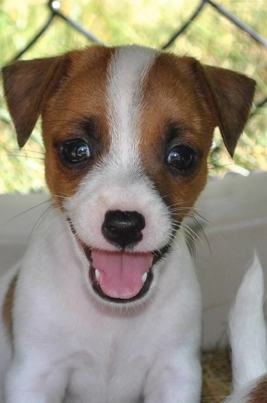 Smiling puppy with brown and white fur.