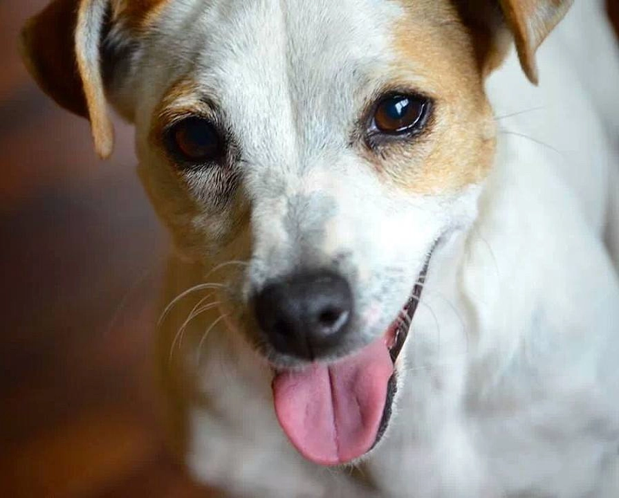 Happy dog with tongue out, close-up.