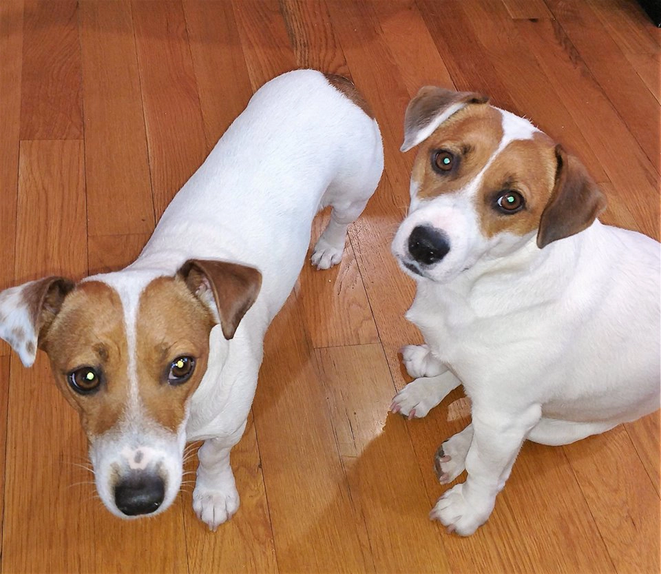 Two dogs on a wooden floor.