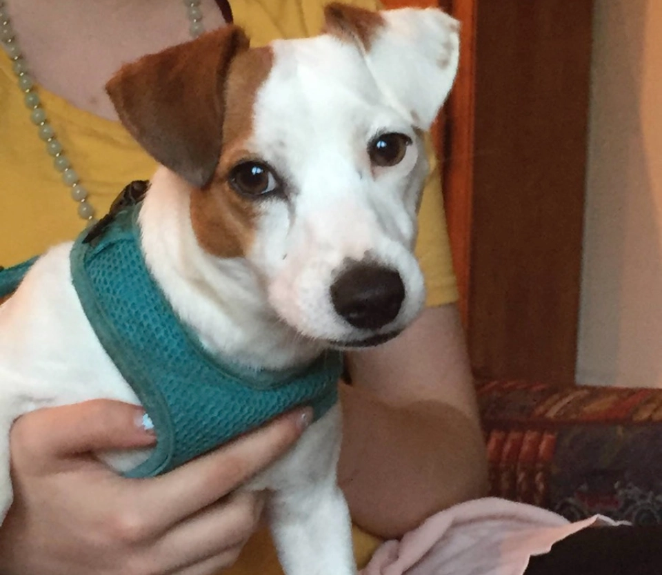 Small dog in blue harness, being held.