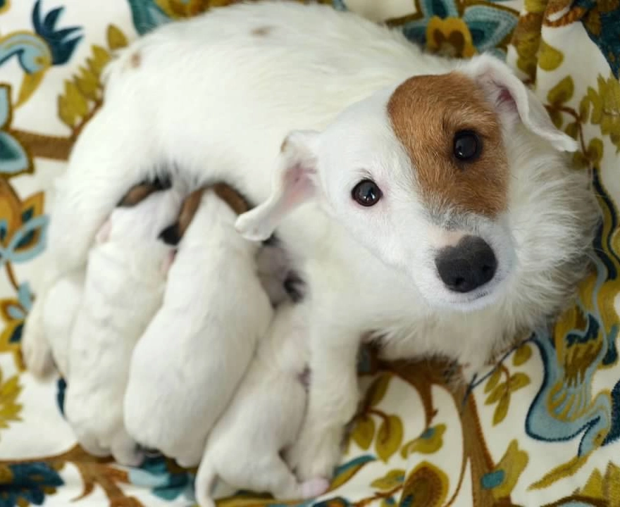 Dog nursing puppies on floral blanket.