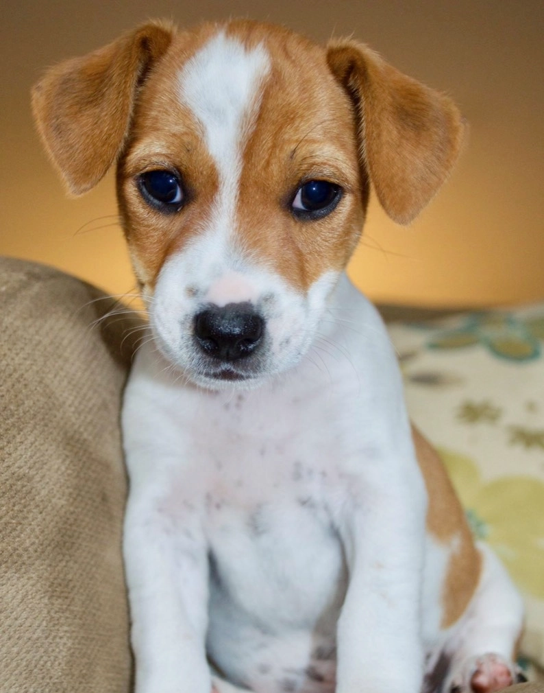 Brown and white puppy sitting on couch.