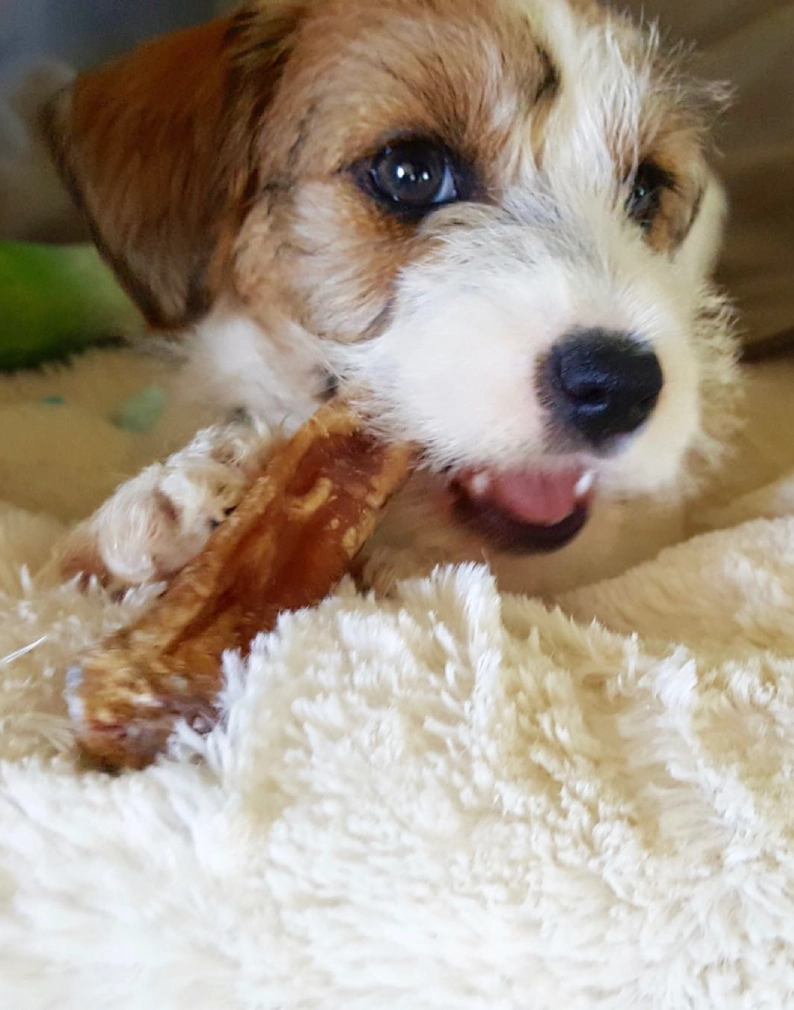 Puppy chewing on a bone, looking playful.