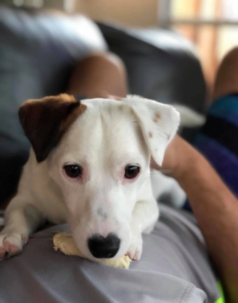 Dog resting on person's lap indoors.