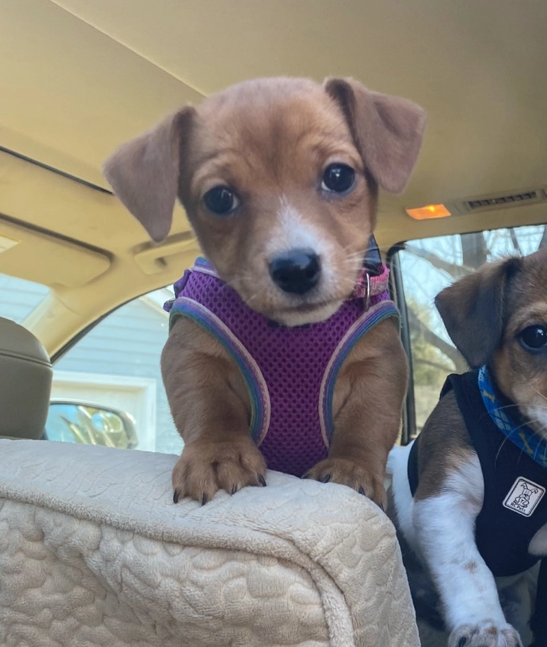 Puppy in purple harness inside a car. Puppy in purple harness inside a car.
