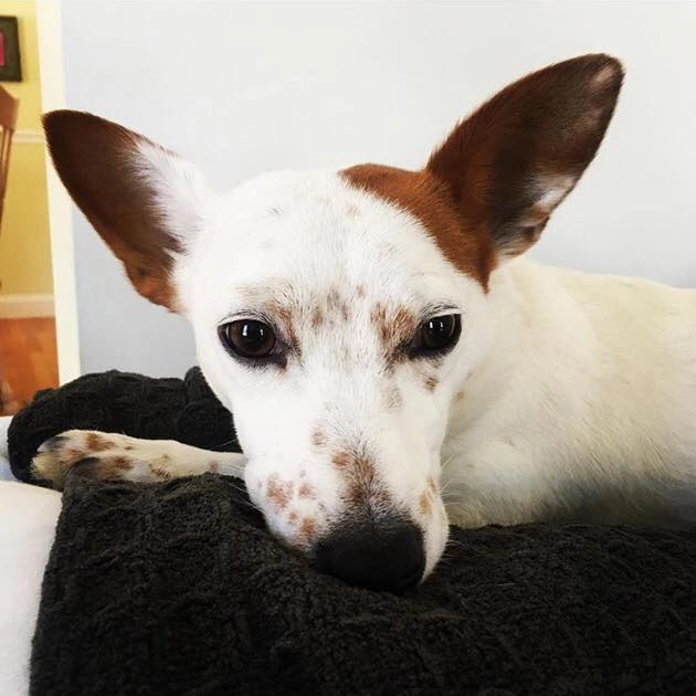 Dog resting with attentive ears and eyes. Dog resting with attentive ears and eyes.