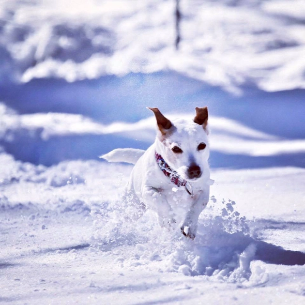 Dog joyfully running through snowy field. Dog joyfully running through snowy field.