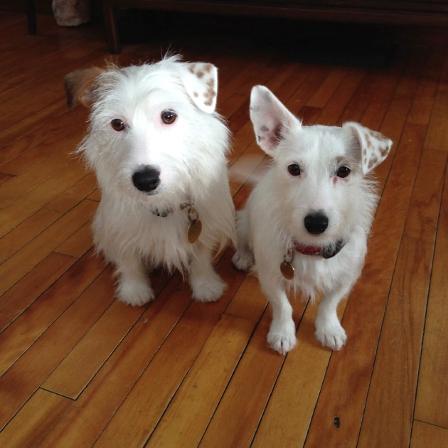 Two white dogs standing on wooden floor. Two white dogs standing on wooden floor.