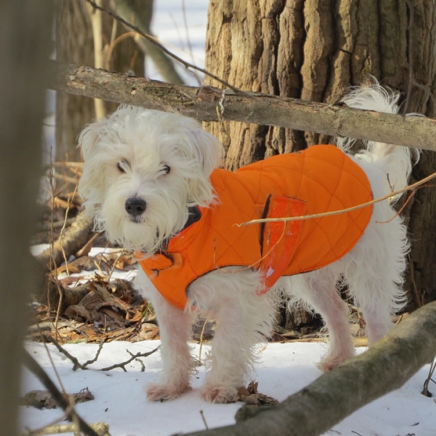 White dog wearing orange coat in forest.