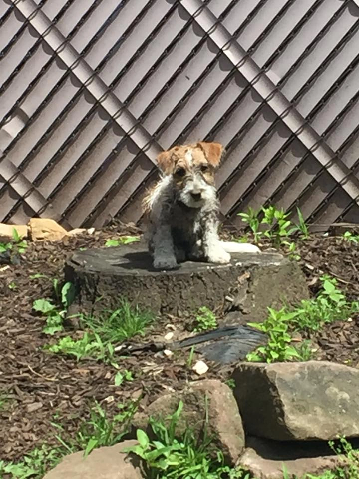 Wire-haired dog sitting on a tree stump. Wire-haired dog sitting on a tree stump.