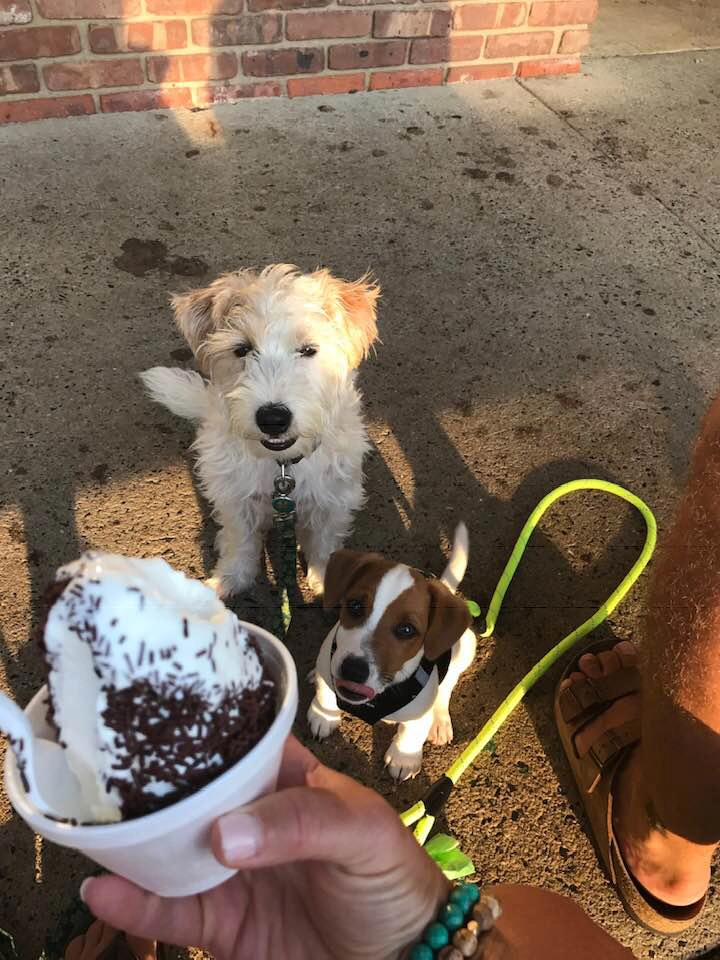 Dogs looking at ice cream on sidewalk. Dogs looking at ice cream on sidewalk.