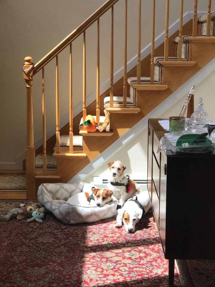 Three dogs resting by the staircase. Three dogs resting by the staircase.