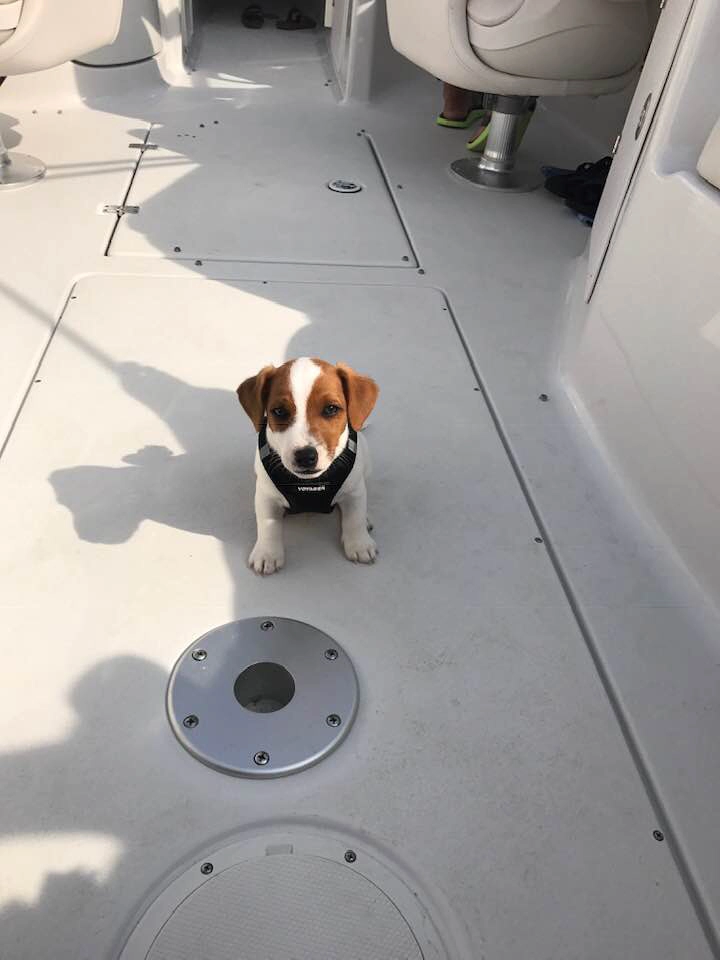Puppy on a boat deck. Puppy on a boat deck.
