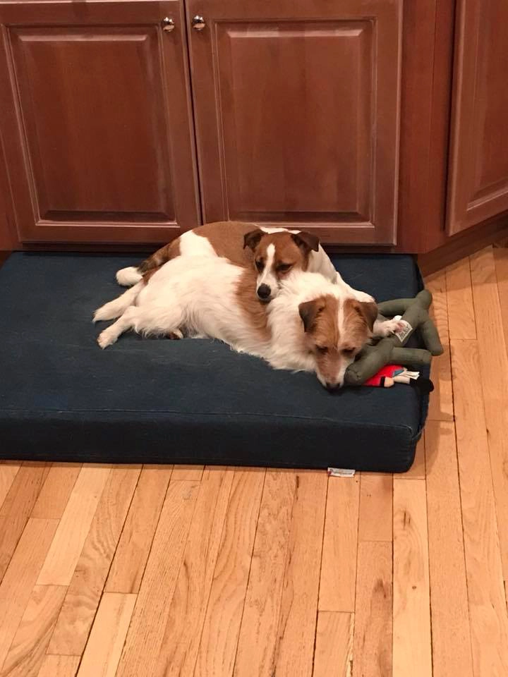 Two dogs resting on a blue mat. Two dogs resting on a blue mat.