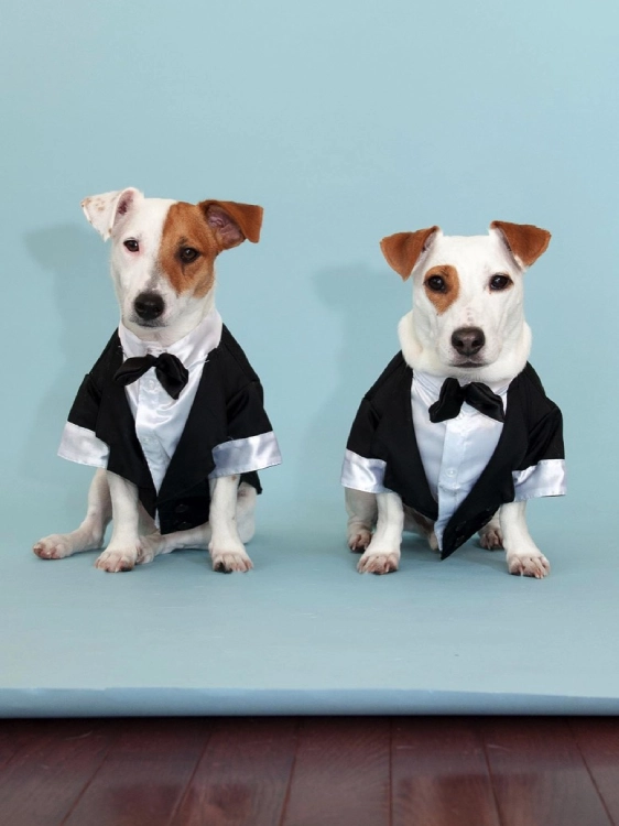 Dogs in tuxedos sitting on blue background.