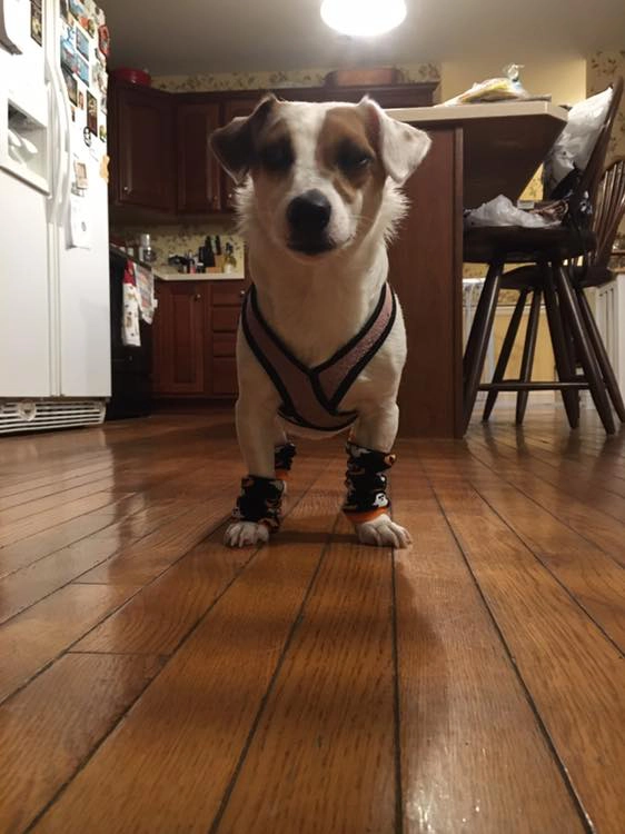 Dog wearing sweater and socks on wooden floor.