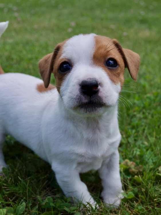 Cute puppy standing on grassy field.