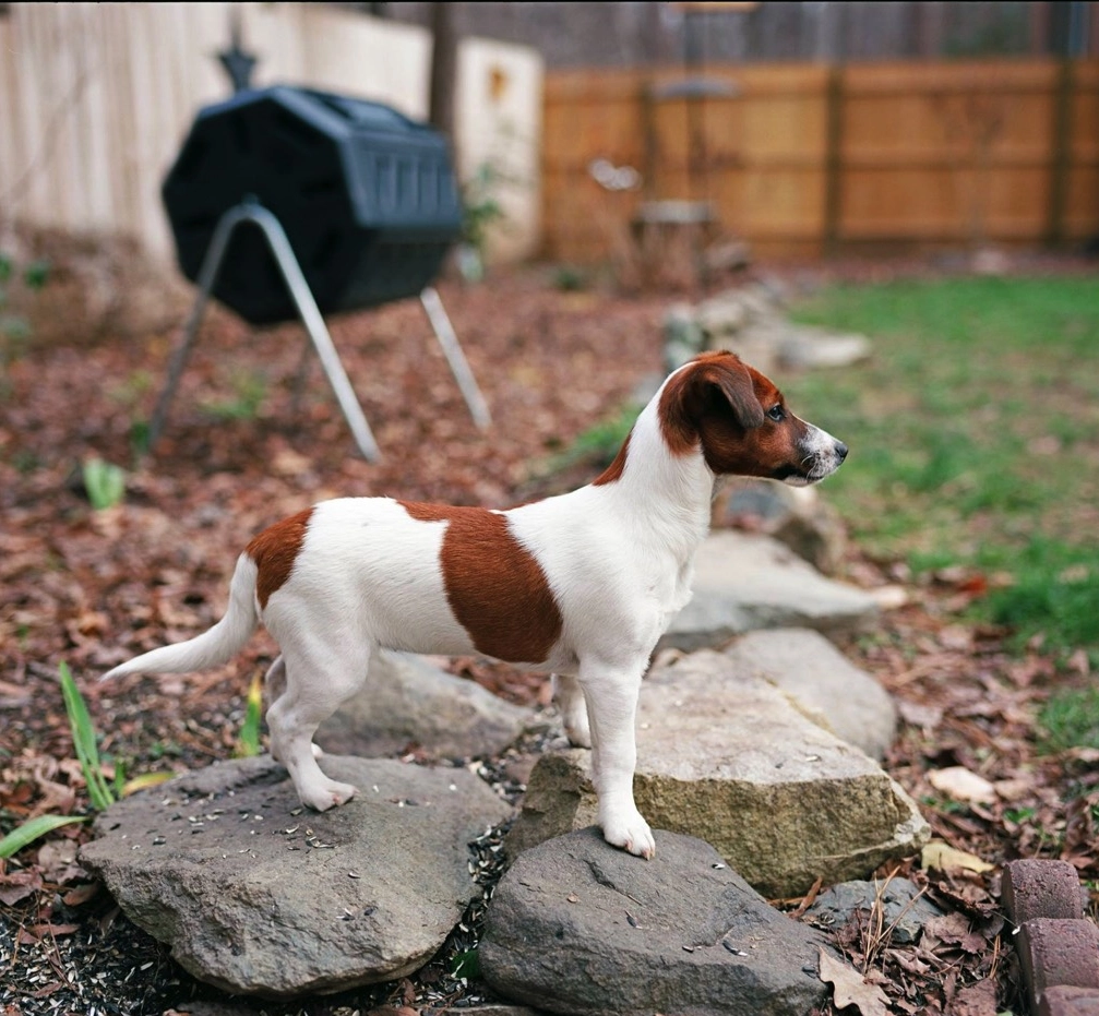 Dog standing on rocks in backyard.