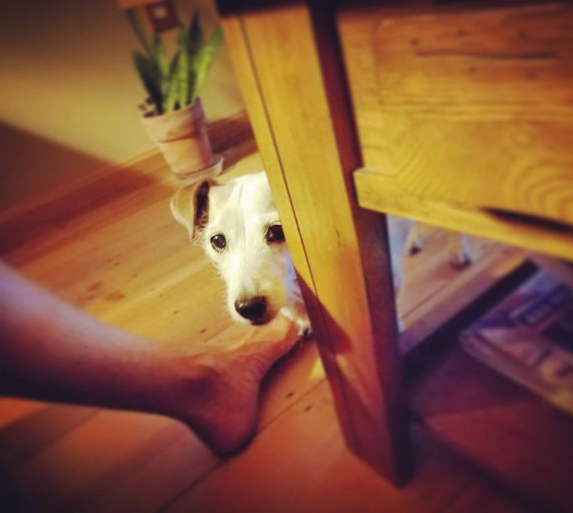 Dog peeking from under wooden furniture. Dog peeking from under wooden furniture.
