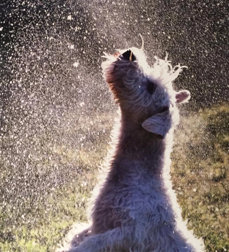Dog playing joyfully in water spray. Dog playing joyfully in water spray.