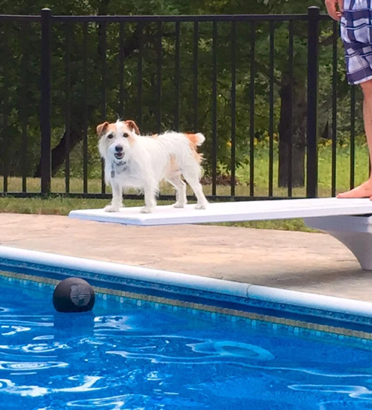 Dog on diving board by swimming pool. Dog on diving board by swimming pool.