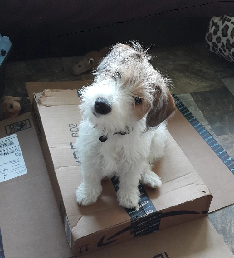 Cute puppy sitting on a cardboard box. Cute puppy sitting on a cardboard box.