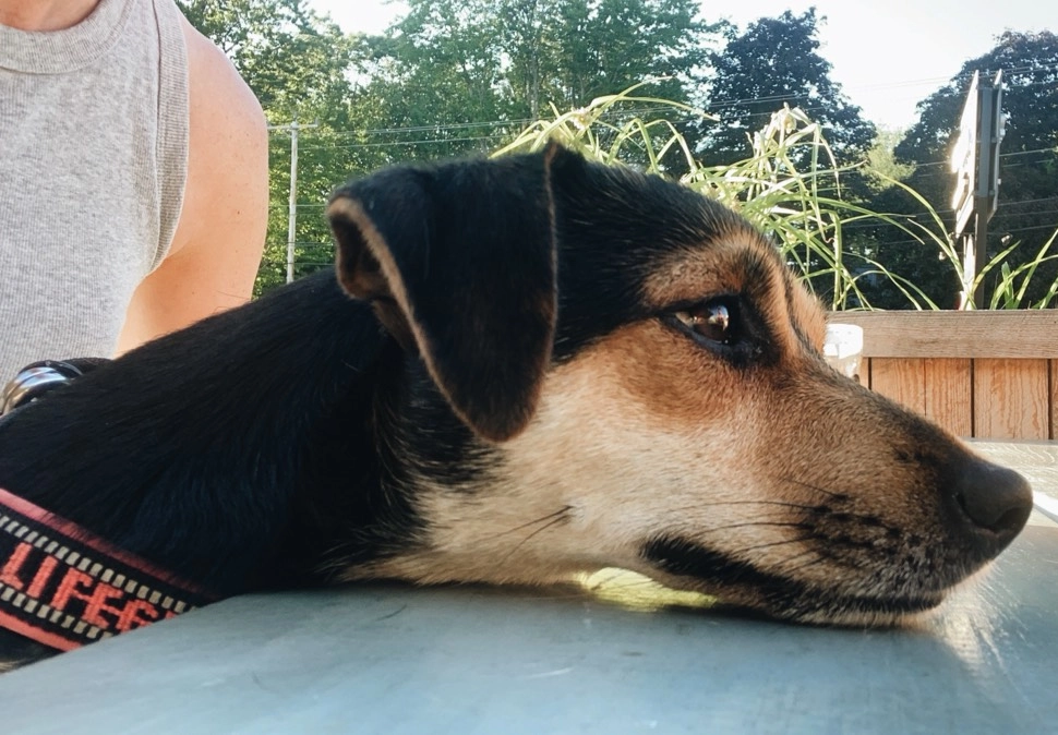Dog resting head on table outdoors.